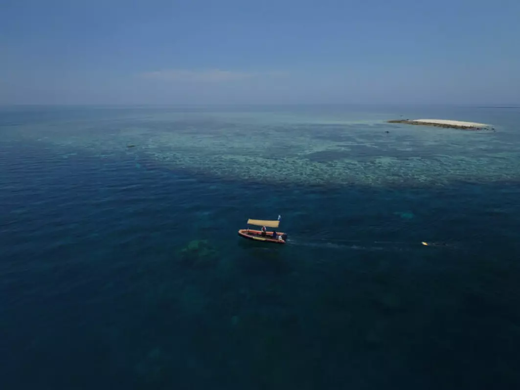 Great Barrier Reef er verdens største korallrev,. og tilstanden bekymrer forskere. Men det hender også at det kommer gode nyheter.