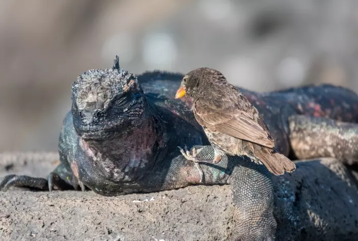 Fugler kan tilpasse seg mange slags nisjer. Denne spiser skinnet til haviguaner på Galapagos.
