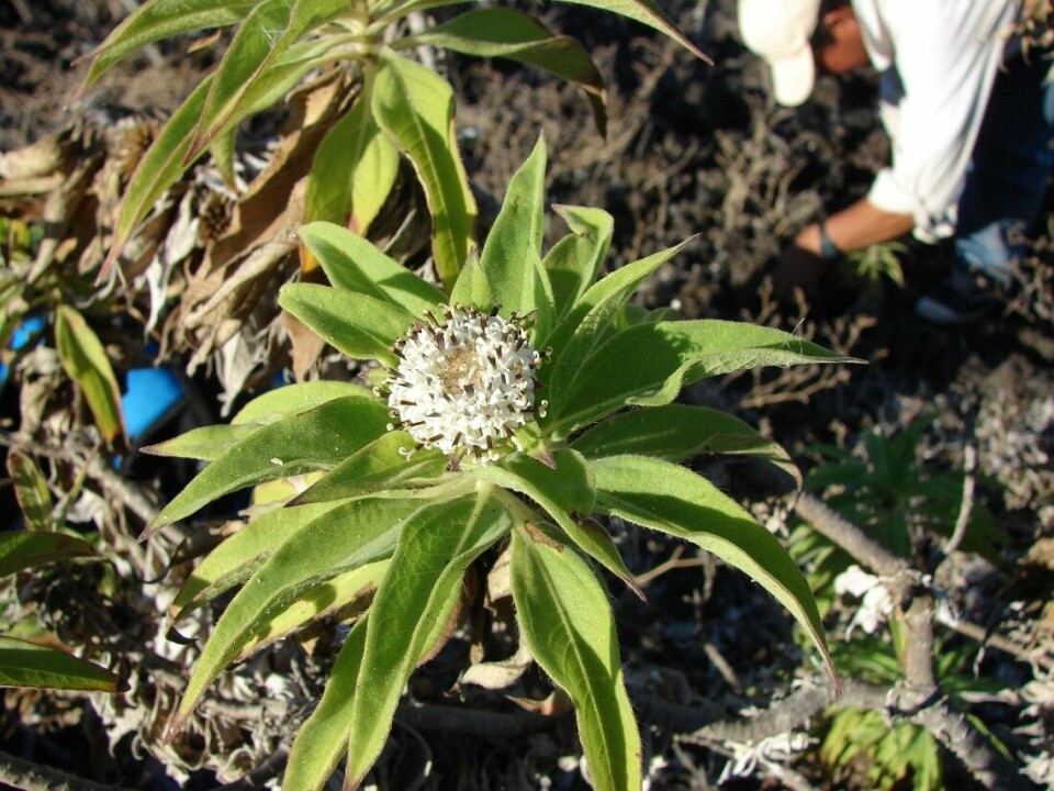 Alle arter av Scalesia stammer fra en hybridplante med dobbelt så mange kromosomer, og dermed også gener, som en normal plante. Det gir et stort utvalg i gener som etterkommere kan utvikle seg fra.