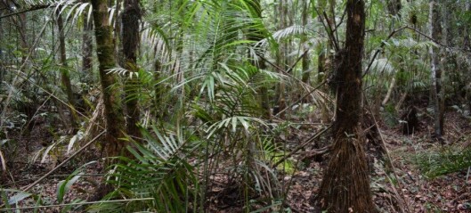 Forskere frykter at verdens største tropiske torvmark kan forsvinne
