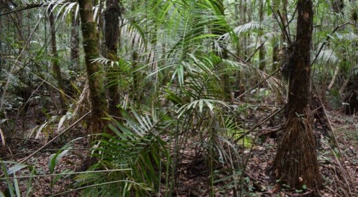 Forskere frykter at verdens største tropiske torvmark kan forsvinne
