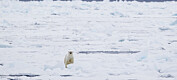 Kraftig nedgang i havisen rundt Svalbard