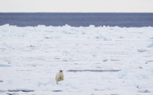 Kraftig nedgang i havisen rundt Svalbard
