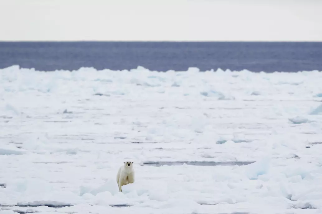 Havisen rundt Svalbard har sunket kraftig siden mai og er langt under normalen. Det er negativt for isbjørnen, som trenger isen for å overleve.
