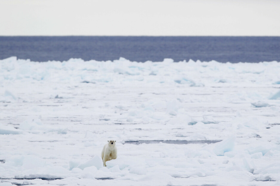 Havisen rundt Svalbard har sunket kraftig siden mai og er langt under normalen. Det er negativt for isbjørnen, som trenger isen for å overleve.