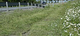 Hvordan bør veikanten klippes for at det skal være best for blomster og insekter?