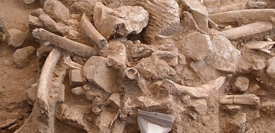 Dette er rester av mammuter som ble spist av mennesker, tror forskere