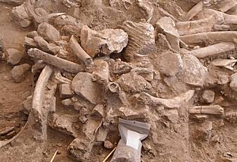 Dette er rester av mammuter som ble spist av mennesker, tror forskere