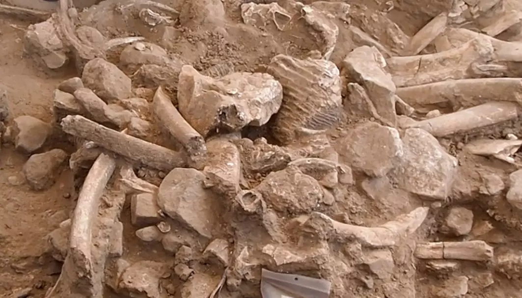 En haug med bein kan være rester etter at mennesker spiste to mammuter.