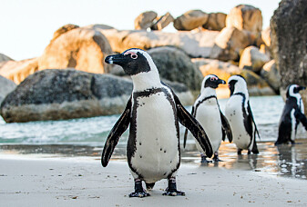 Denne pingvinen endrer stemmen sin så den ligner på kjæresten sin