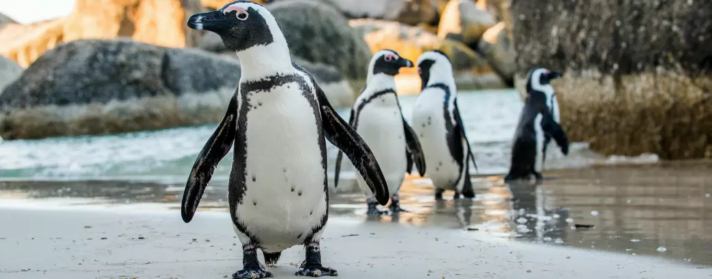 Denne pingvinen endrer stemmen sin så den ligner på kjæresten sin