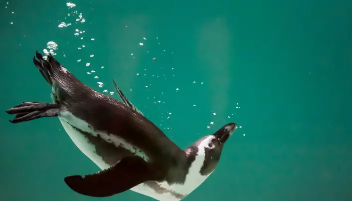 Kappingvinen er klønete på land. Men den er en dyktig svømmer.