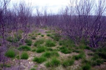 Juli 2007 i Tana, Finnmark: Skogen er død. Likeledes forskjellige arter av lyng i markvegetasjonen. Frodige tuer av smylegress har kommet opp som en følge av økt lystilgang og gjødsling av ekskrementer fra tusenvis av målerlarver som har snauspist bjørka. (Foto: Rolf A. Ims) Juli 2007 i Tana, Finnmark: Skogen er død. Likeledes forskjellige arter av lyng i markvegetasjonen. Frodige tuer av smylegress har kommet opp som en følge av økt lystilgang og gjødsling av ekskrementer fra tusenvis av målerlarver som har snauspist bjørka. (Foto: Rolf A. Ims)