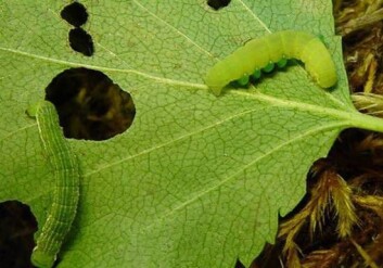 Larver av fjellbjørkemålere på et bjørkeblad. Larven til høyre er parasittert av en veps. Fire parasittlarver kan ses på siden av målerlarven. (Foto: Rolf A. Ims) Larver av fjellbjørkemålere på et bjørkeblad. Larven til høyre er parasittert av en veps. Fire parasittlarver kan ses på siden av målerlarven. (Foto: Rolf A. Ims)
