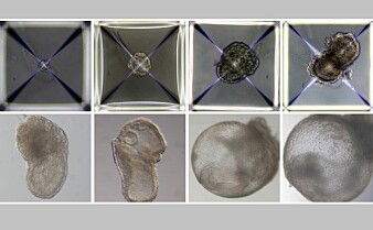 Forskere har laget muse-embryoer uten å bruke sperm, eggceller eller livmor