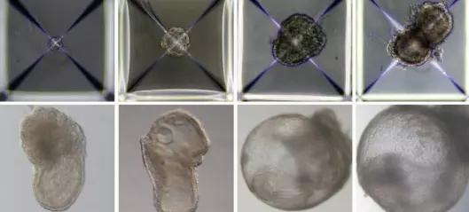 Forskere har laget muse-embryoer uten å bruke sperm, eggceller eller livmor