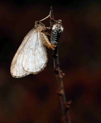 Et par av liten frostmåler i parringsakten i oktober. Hunnen, som ikke har utviklet vinger, ses til høyre. Hver hunn legger opp til 300 egg. (Foto: Rolf A. Ims) Et par av liten frostmåler i parringsakten i oktober. Hunnen, som ikke har utviklet vinger, ses til høyre. Hver hunn legger opp til 300 egg. (Foto: Rolf A. Ims)