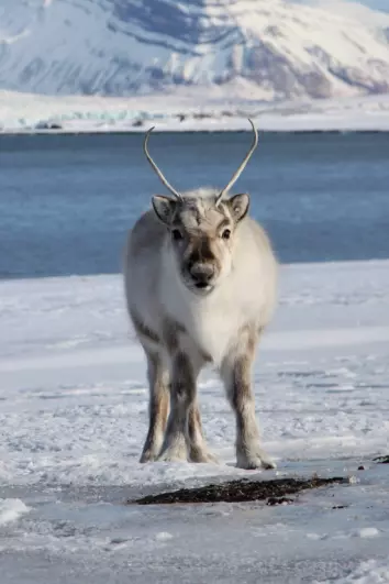 The reindeer on Svalbard have, among other things, adapted to the rough conditions by becoming smaller.