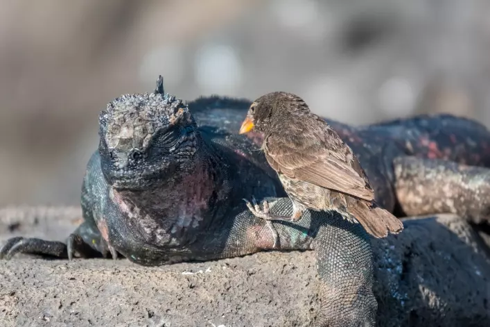 Birds can adapt to many kinds of environments. This one eats the skin of marine iguanas in the Galapagos.