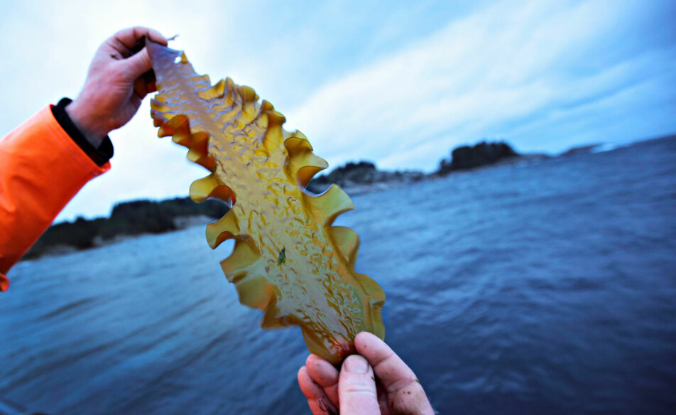 Seaweeds are a very useful raw material. Large-scale cultivation can remove CO2 from the atmosphere, and they can be used both as food and as a soil improver in agriculture. They can also play an important role as a sustainable raw material for the local sourcing of feed for farmed salmon.