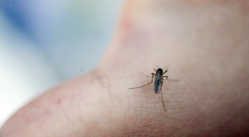 Over 100 nye myggarter oppdaget i Norge