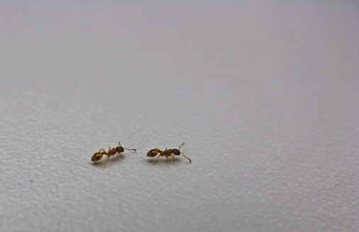 Disse maurene kan lære hverandre veien. Forskere fikk til det samme med en robot