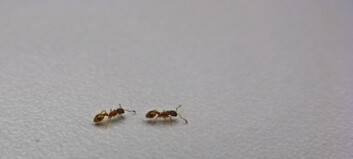 Disse maurene kan lære hverandre veien. Forskere fikk til det samme med en robot