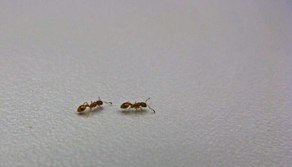 Rock ants (Temnothorax albipennis) kan lære hverandre veien. Oppførselen kalles tandem-løping.