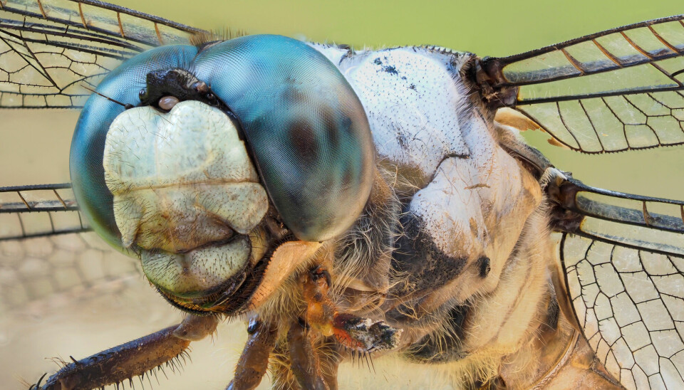 Også insekter som lever i dag har en formidabel synsvinkel. Øyenstikkeren, for eksempel.