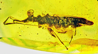 Dette 100 millioner år gamle insektet hadde øyne i nakken