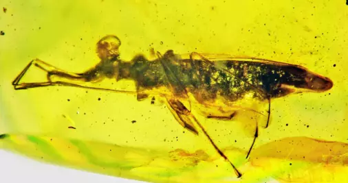 Dette 100 millioner år gamle insektet hadde øyne i nakken