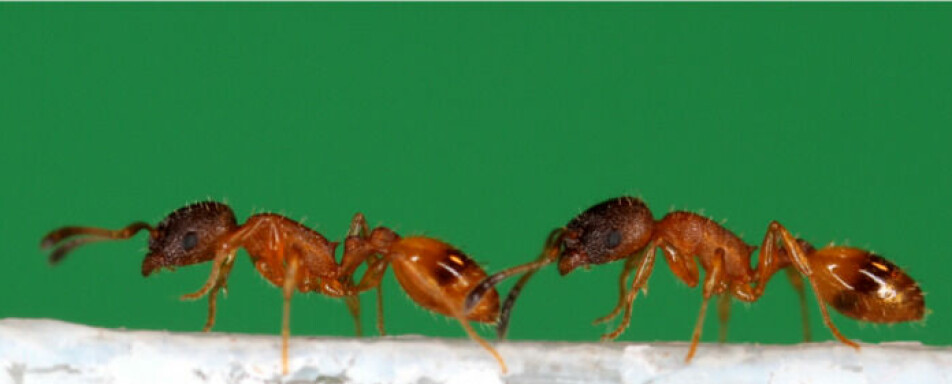 Her leder en maur en elev.
