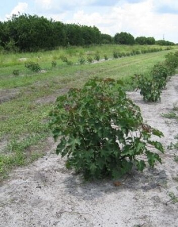 Jatrophaplanting på appelsingård i Florida. Citrus dyrkingen i Florida er halvert de siste årene og Jatropha er ett av alternativene som har vekt interesse. (Foto: Odd-Arne Olsen) Jatrophaplanting på appelsingård i Florida. Citrus dyrkingen i Florida er halvert de siste årene og Jatropha er ett av alternativene som har vekt interesse. (Foto: Odd-Arne Olsen)