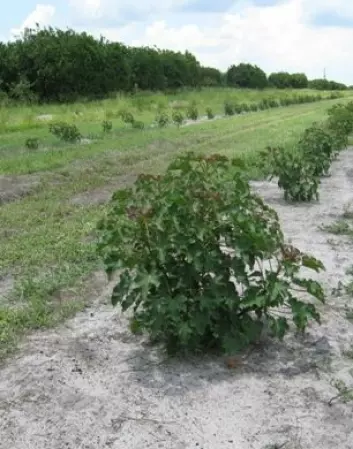 Jatrophaplanting på appelsingård i Florida. Citrus dyrkingen i Florida er halvert de siste årene og Jatropha er ett av alternativene som har vekt interesse. (Foto: Odd-Arne Olsen)