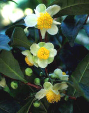 "Slik ser blomsten på teplanten ut." "Slik ser blomsten på teplanten ut."