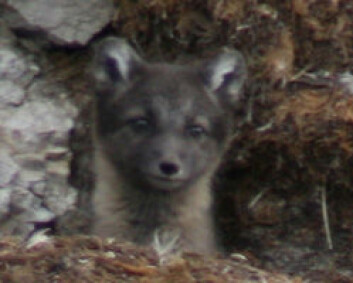 Fjellrevvalp (Vulpes lagopus) fra Krykkjefjellet på Svalbard. (Foto: Kristin W. Prestrud) Fjellrevvalp (Vulpes lagopus) fra Krykkjefjellet på Svalbard. (Foto: Kristin W. Prestrud)