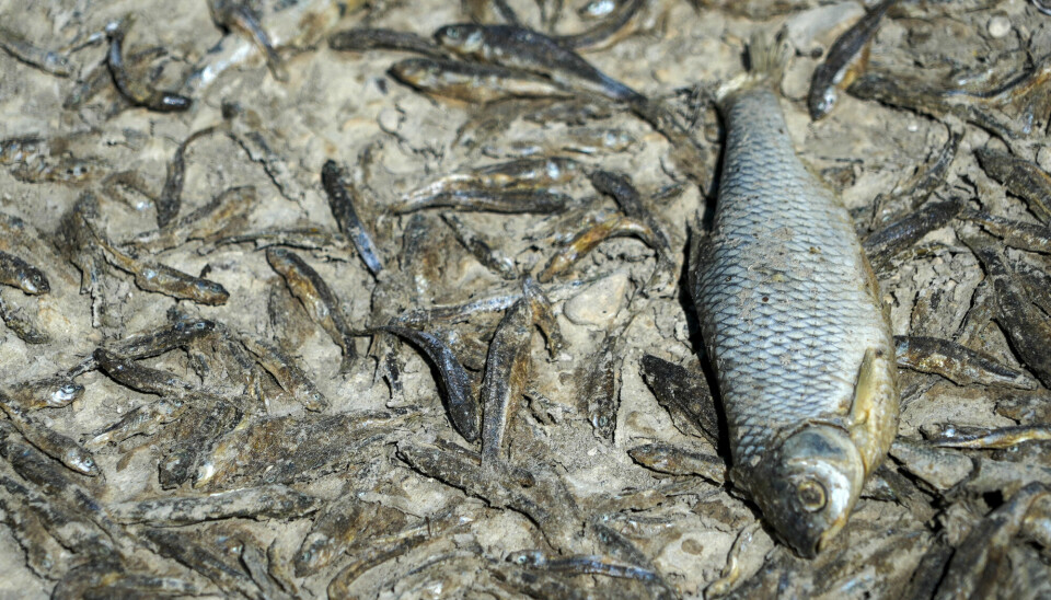 Død fisk på bunnen av den uttørkede Tille-elva ved landsbyen Lux i Bourgogne i Frankrike.