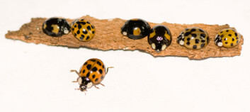 Harlekinmarihøne (Harmonia axyridis). (Foto: Arnstein Staverløkk) Harlekinmarihøne (Harmonia axyridis). (Foto: Arnstein Staverløkk)