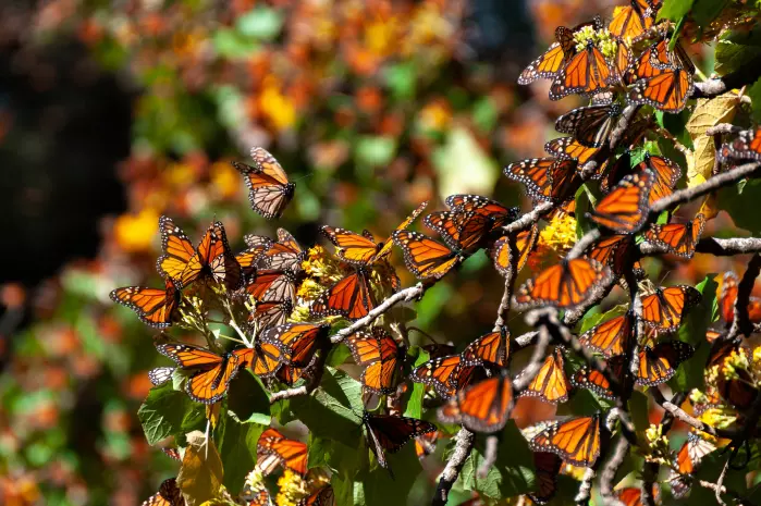 Her sitter monark-sommerfugler tett i tett på overvintringsplassen i Mexico.