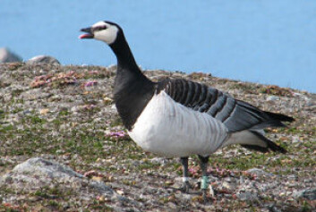 Hvitkinngås (Branta leukopsis)på Storholmen i Kongsfjorden, Svalbard Hvitkinngås (Branta leukopsis)på Storholmen i Kongsfjorden, Svalbard