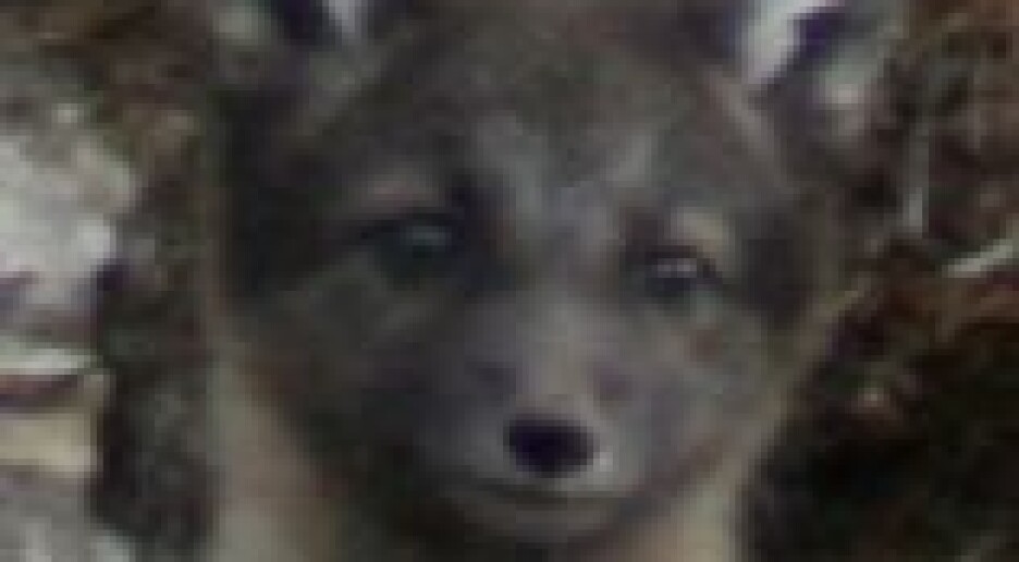 Gås truer fjellrev på Svalbard