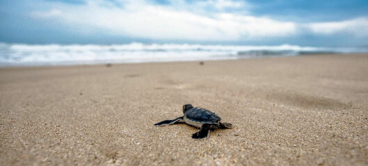 Why do we find young sea turtles on cold, northern beaches?