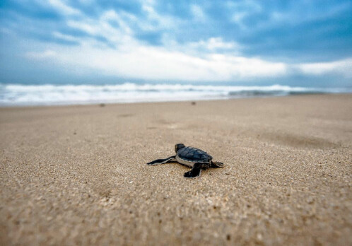 Why do we find young sea turtles on cold, northern beaches?