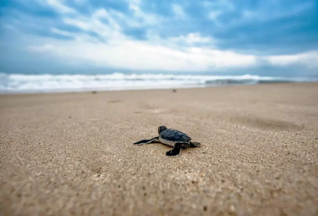 Sea turtles are very susceptible to climate change, as they are highly affected by changes in weather conditions and ocean currents.