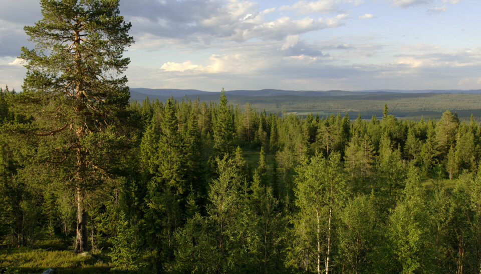 De norske skogene er en utløper av et enormt skogområde som heter taigaen, som er svært viktig for både karbonfangst og det biologiske mangfoldet. Global oppvarming kan føre til både tredød og dårligere vekst.