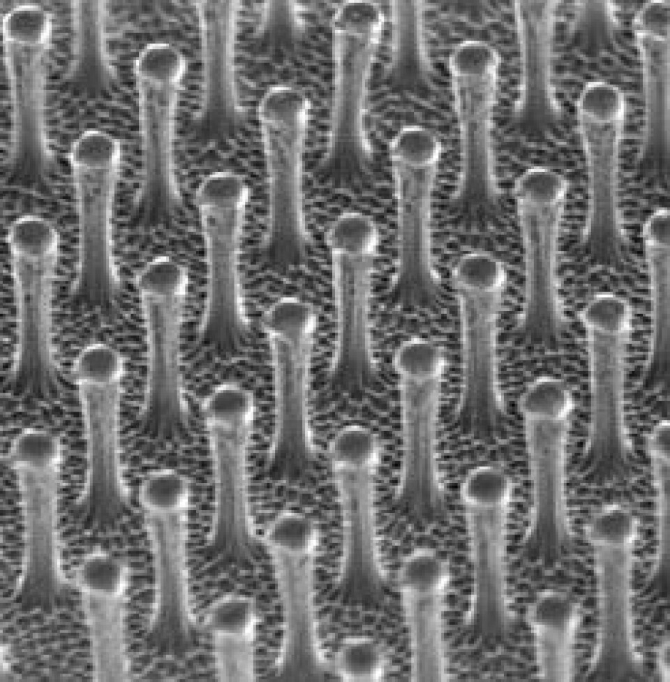 'Slik ser gekkotapen ut; millioner av syntetiske plastpillarer pr. kvadratcentimeter. (Foto: Andre Geim)'