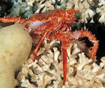 "Korallen Lophelia pertusa, og krabben Lithodes maja på korallrevet Selligrunnen i Trondheimsfjorden. (Foto: WWF-Canon / Erling Svensen)" "Korallen Lophelia pertusa, og krabben Lithodes maja på korallrevet Selligrunnen i Trondheimsfjorden. (Foto: WWF-Canon / Erling Svensen)"