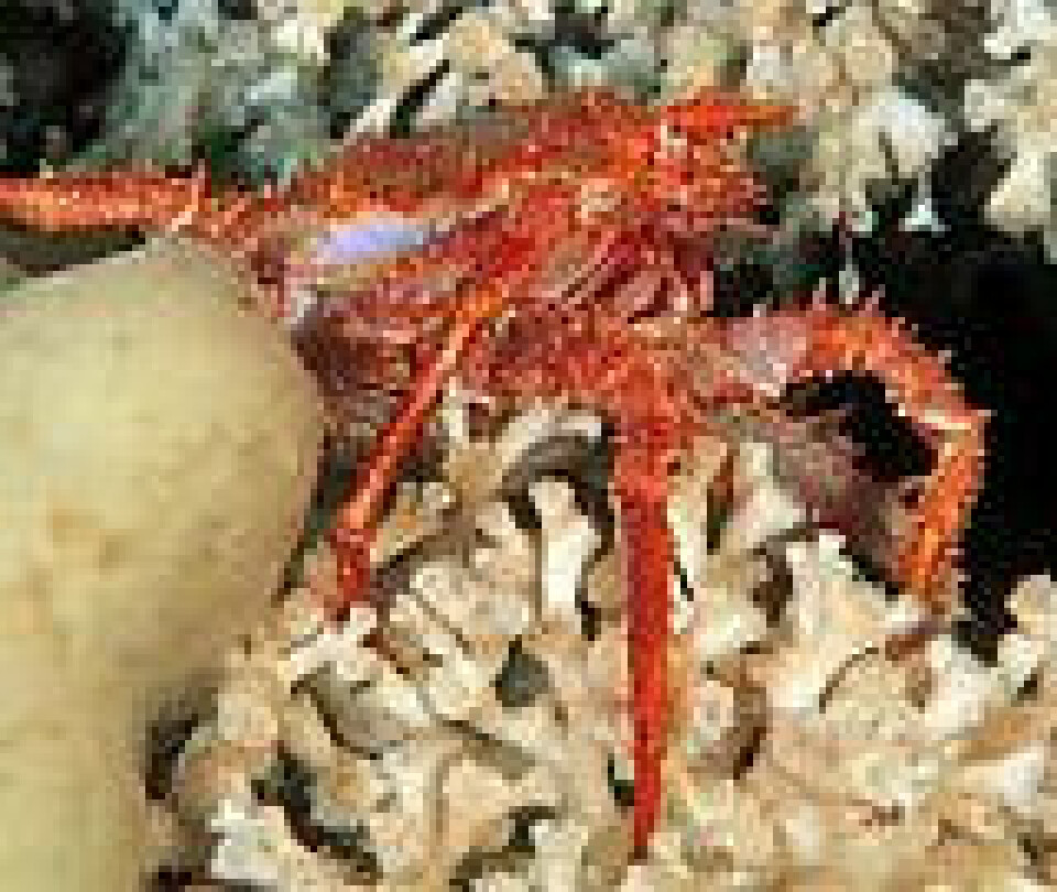 'Korallen Lophelia pertusa, og krabben Lithodes maja på korallrevet Selligrunnen i Trondheimsfjorden. (Foto: WWF-Canon / Erling Svensen)'