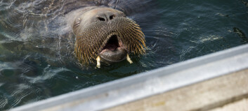 Researchers will collect scientific data from Freya the walrus