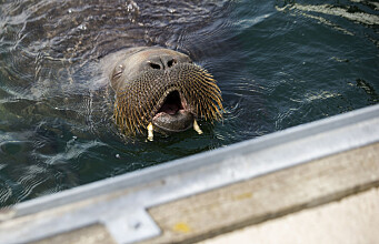 Researchers will collect scientific data from Freya the walrus